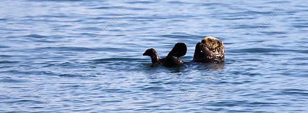 Sea Otter - Kenai Fjords National Park