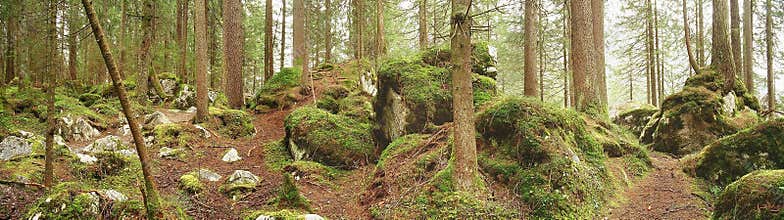 Enchanted forest