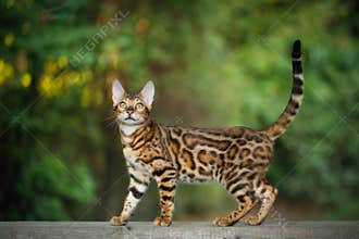 Bengal Cat outdoor