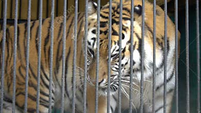 Malnyan tiger face walking, caged animal, cruel captivity in a circus zoo