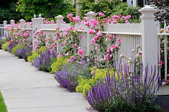Climbing Roses, White Fence