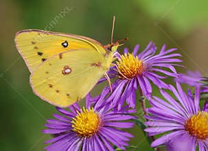 Clouded Sulphur Butterfly on Purple Asters