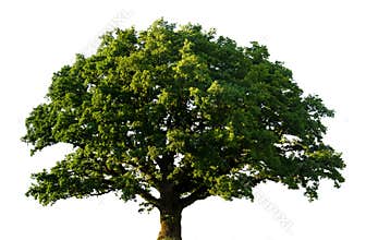 Green oak tree isolated