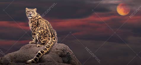 Snow leopard in moon light