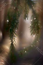 Abstract bunch of spruce tree