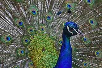Male peacock with his opened feathers
