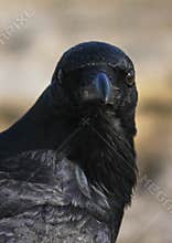 Portrait of wild Black Crow