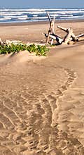 Sandy beach with drift wood and plants