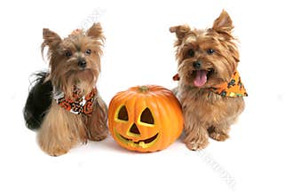 Yorkies At Halloween