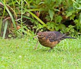 Blackbird with Worm