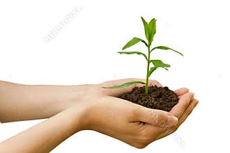 Agriculture. plant in a hand