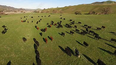 Cows Farm Livestock Move Together Rural Ranch