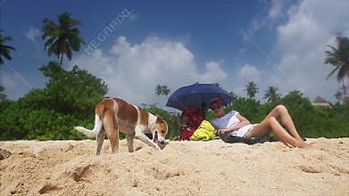 Funny dog digs hole in the sand