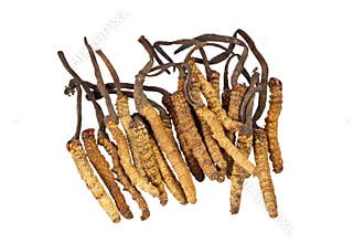 Traditional Chinese Medicine - Cordyceps sinensis