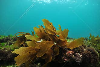 Small frond of brown kelp