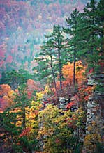 Ozark Color