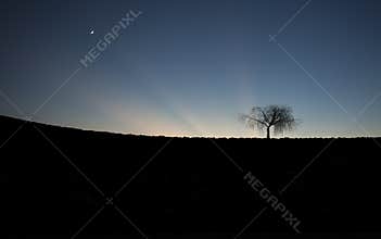 Tree silhouette
