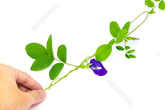 Butterfly pea flower, This flower can coloring matter in Thai dessert having blue and purple color