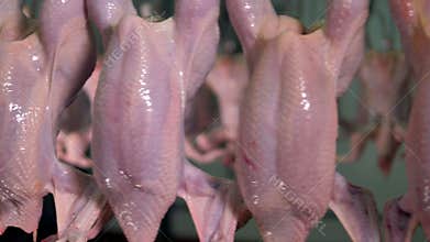A close view on bare chicken carcasses in detail.