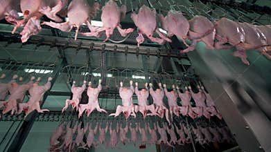 Three moving factory lines with headless chickens.