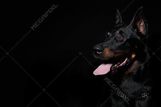 Beauceron dog isolated on black background