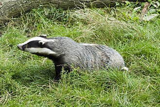 Badger - Meles meles