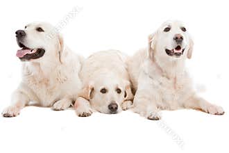 Three dogs