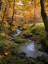 Golden autumn woodland with autumn forest trees with a stream