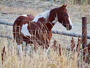 Paint Horse