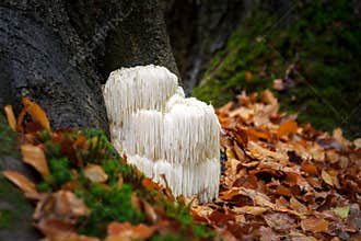 Rare Lion`s mane mushroom in a Dutch forest