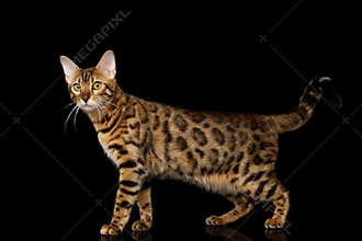 Adorable breed Bengal Cat isolated on Black Background