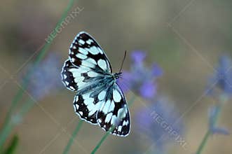 Butterfly on lavender flowers