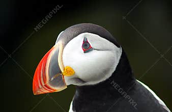 Puffin profile