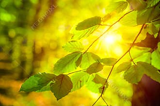 Bright sun light rays shining thought branches with leaves in the autumn forest