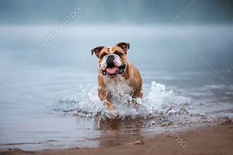 English bulldog in water