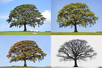 Oak Tree Four Seasons