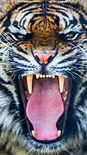 Growling tiger