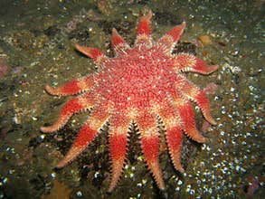 Sun Star