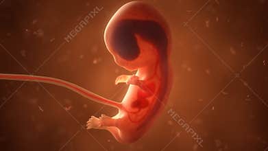 Human fetus with internal organs, development timelaps