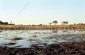 Birdlife, Okavango Delta, Botswana