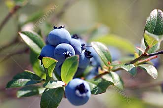 Wild Blueberries
