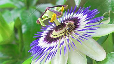 Close up of bee collecting nectar on exotic passion flower at green park. Beautiful flower passiflora