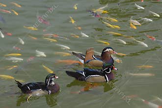 Perching duck and koi fish swim in pond.
