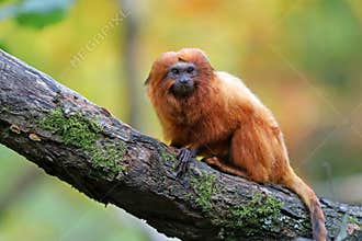 Golden lion tamarin