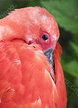 Scarlet ibis portrait