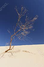 Fuerteventura, Cnary Islands.