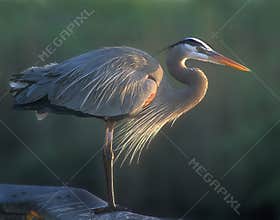 Great Blue Heron bird