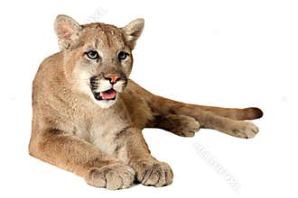 Cougar