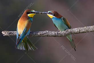 Mr & Mrs Bee eater