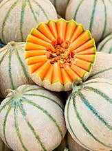 Cantaloupe melons